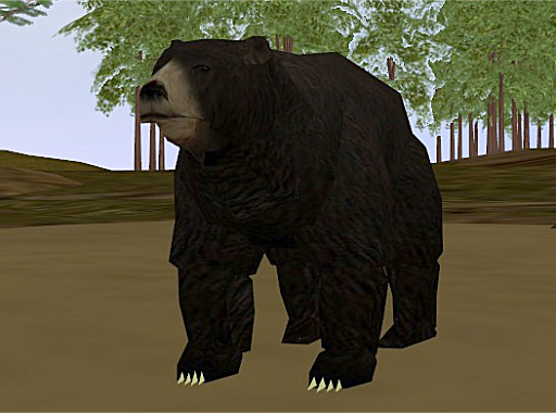 Black bear